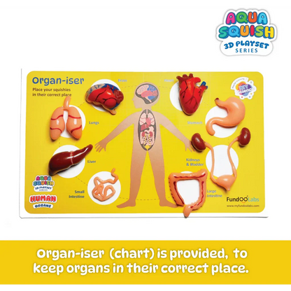 Human Organs Aqua Squish Kit for Kids 100% Safe & Non Toxic - EKT3665