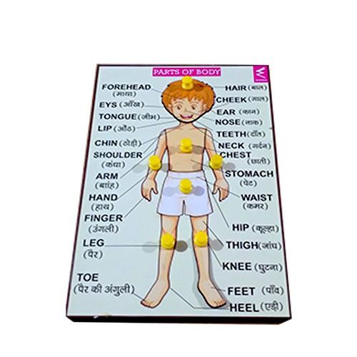 Wooden parts of Body Learning Knob Educational tray -Economy - EKW0102