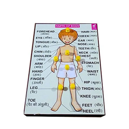 Wooden parts of Body Learning Knob Educational tray -Economy - EKW0102